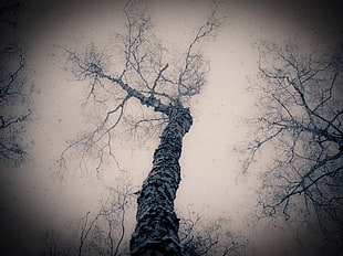 naked tree during daytime HD wallpaper
