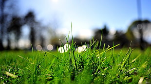 closeup photography of green grass