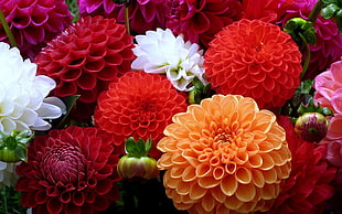 red, white, and orange petal flowers
