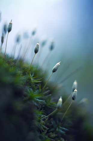 peacock feather photography, moss plant HD wallpaper