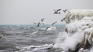 flock of birds flying over body of water