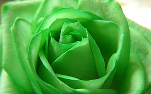 green petal flower HD wallpaper