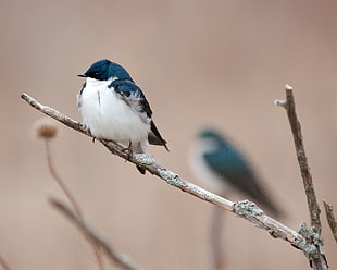 close up photo of white and blue bird on tree branch during daytime, swallows