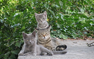 three gray and brown cats on concrete floor