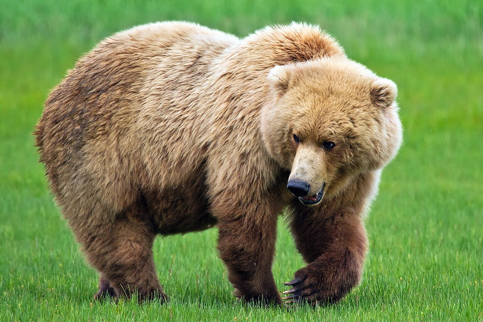 bear on green grass HD wallpaper