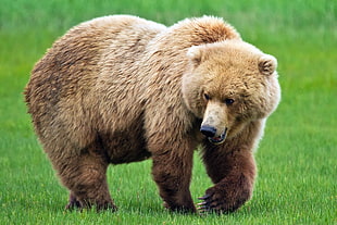 bear on green grass