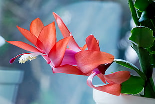 red orchids, Christmas Rose, flowers