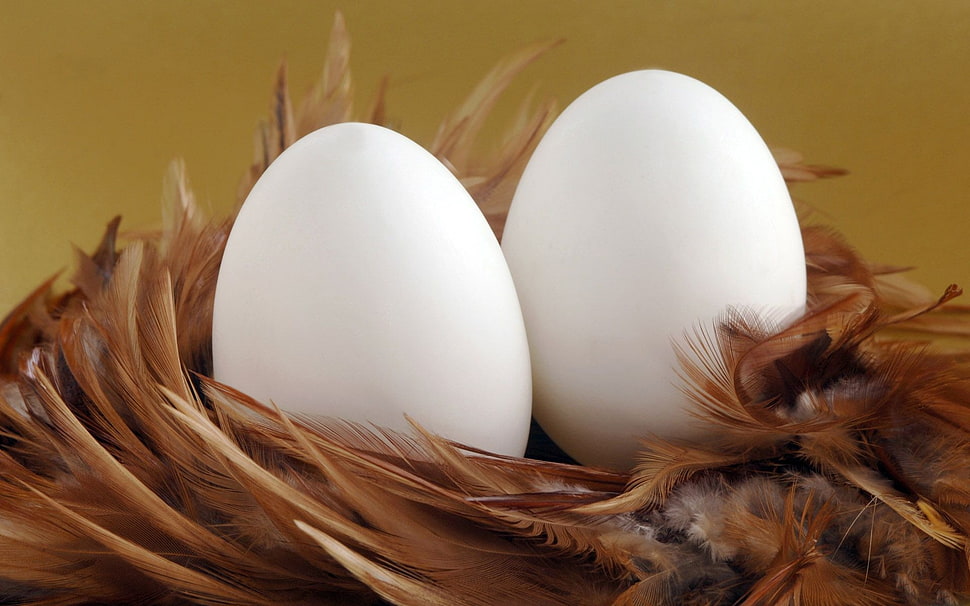 two white poultry eggs on brown feather HD wallpaper