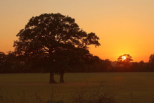 silhouette of trees in middle of grass field during sunset