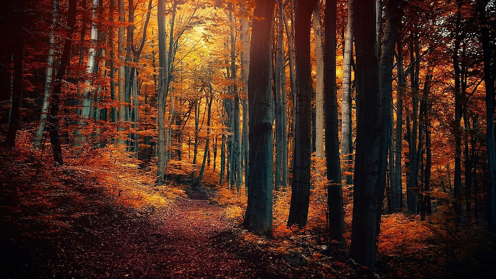 orange leaf trees HD wallpaper