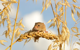 brown rodent on top of grains