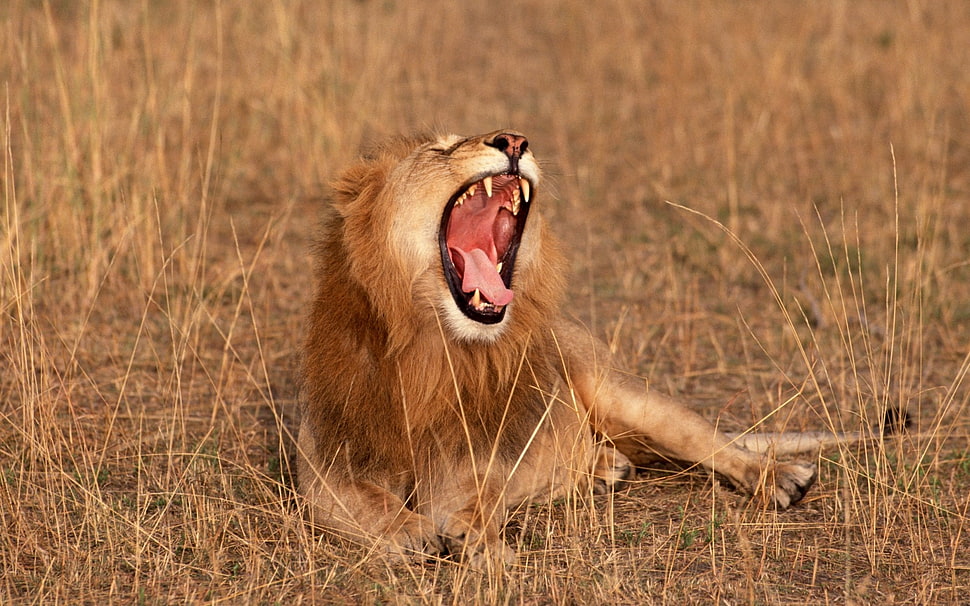 Lion roaring on green grass field HD wallpaper