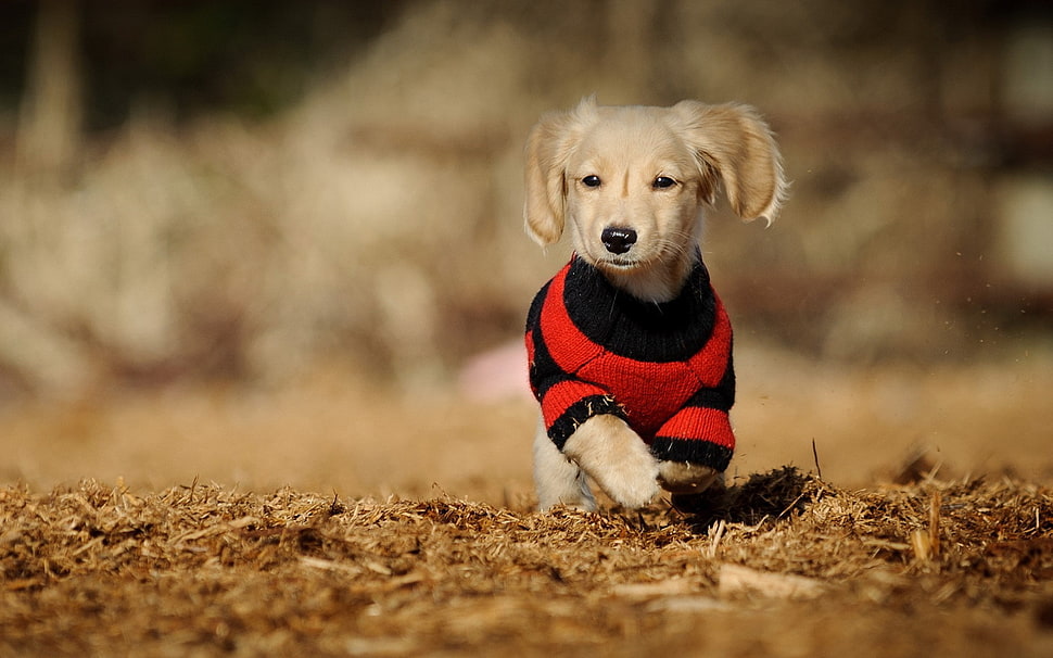 dog's red and black shirt, dog, animals, puppies HD wallpaper