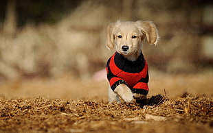 dog's red and black shirt, dog, animals, puppies