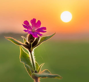 selective focus photo of pink Malva flower at sunrise, england