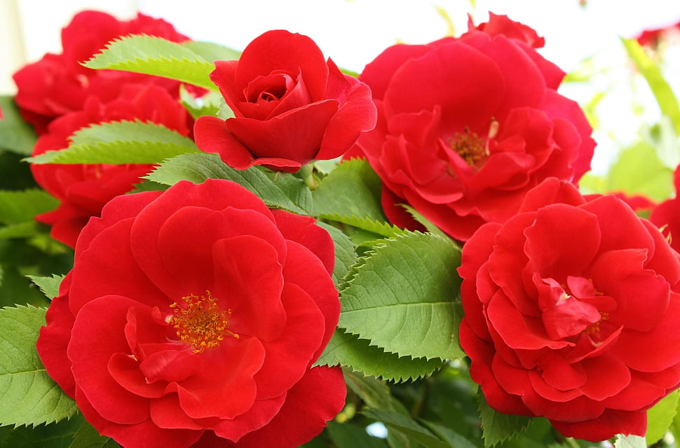 closeup photography of red roses HD wallpaper