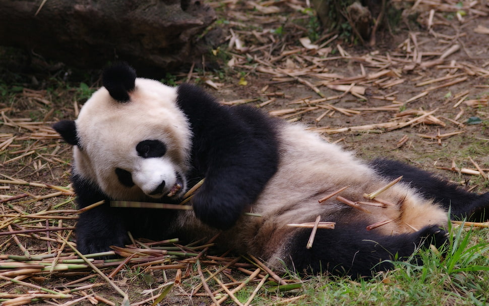 Panda laying on brown sand HD wallpaper