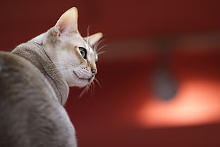 macro lens of gray cat looking on right HD wallpaper