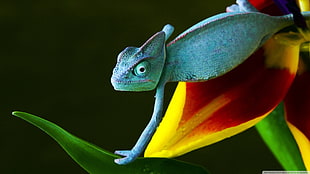 green reptile, animals, nature, reptiles, gecko HD wallpaper