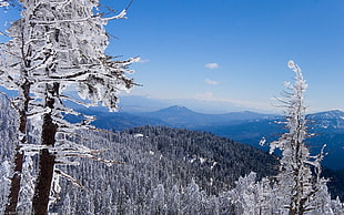 mountains, landscape, winter, trees, mountains