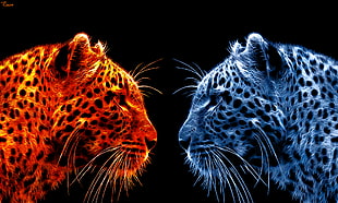 two orange and gray Tigers face to face poster HD wallpaper