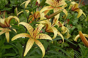 yellow-and-brown lilies closeup photo