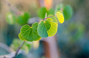 photo of green leaf plant HD wallpaper
