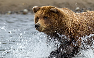 brown bear at the water
