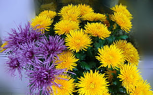 yellow and purple flowers in focus photography