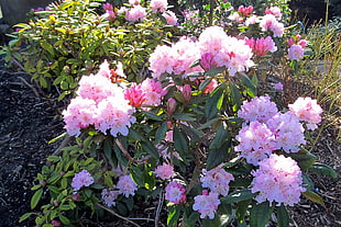pink petaled flower bloom during daytime