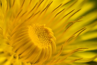 macro shot of yellow flower HD wallpaper