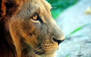 brown lion looking at side