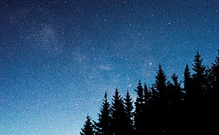silhouette of trees, Starry sky, Trees, Fir