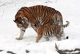 two brown-and-black tigers photo during winter