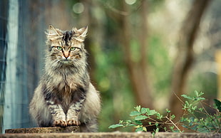 brown tabby maine coon cat, cat, animals, depth of field HD wallpaper
