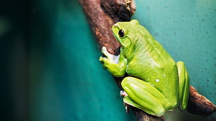 green frog on tree branch, frog, animals, amphibian HD wallpaper