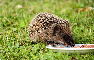 hedgehog eating raw meat served on white plate