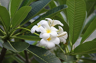 photo of white petaled flowers