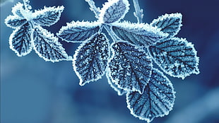 frozen leaf HD wallpaper
