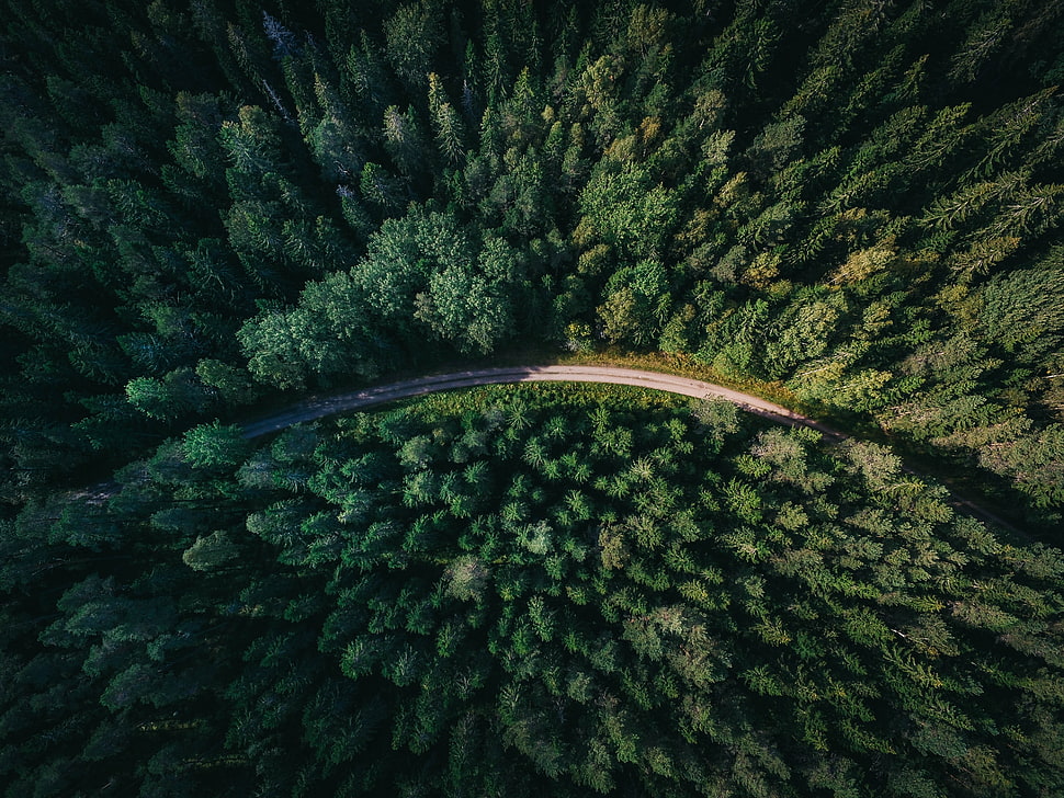 aerial photography of forest, nature, aerial view, road, trees HD wallpaper