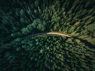 aerial photography of forest, nature, aerial view, road, trees