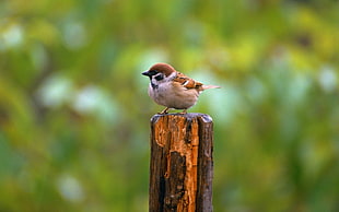 red and white bird on brown wood