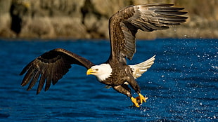 American Bald Eagle, animals, eagle, birds, water HD wallpaper