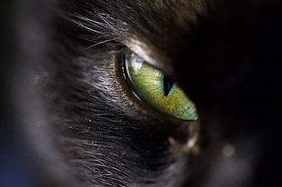 close-up photo of Animal's eye