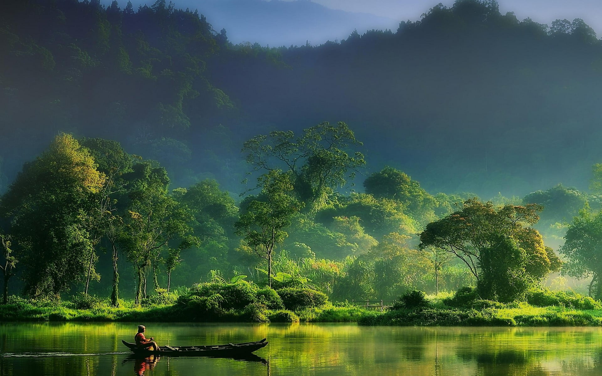 green forest trees, nature, landscape, mist, forest