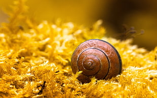 brown snail in yellow flower HD wallpaper
