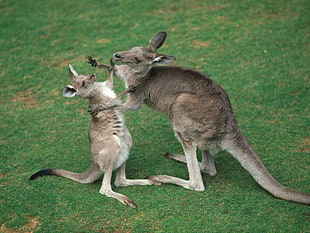 two kangaroos on green field