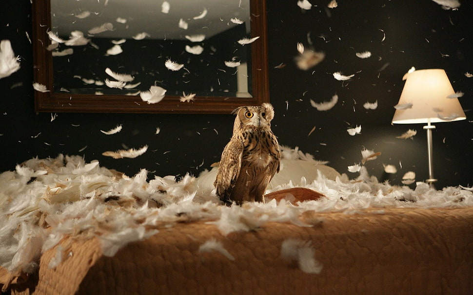 brown owl on brown bed sheet HD wallpaper