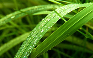 water droplets on green grass HD wallpaper
