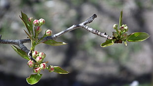 tilt shift lens photography of blossom flowers, macro, spring